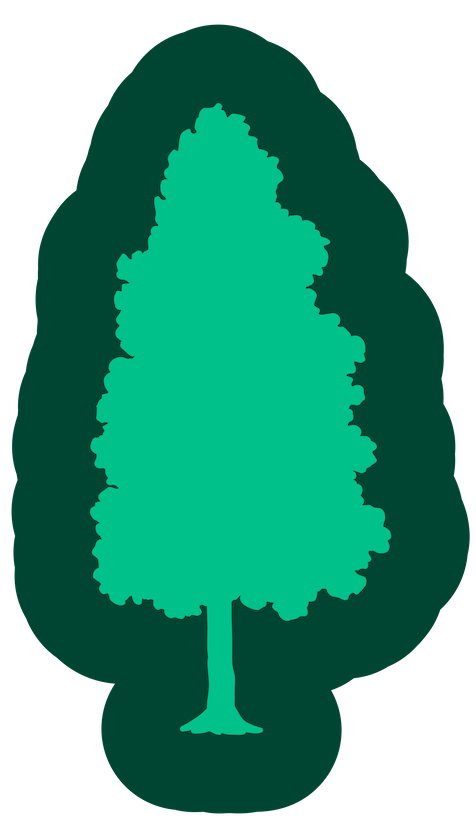 Green Coniferous Tree